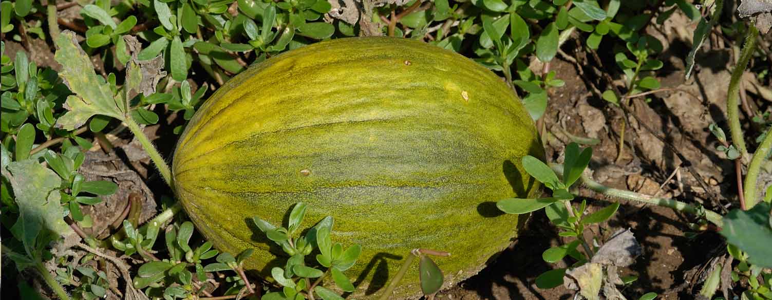 Le melon Frutas Minguet