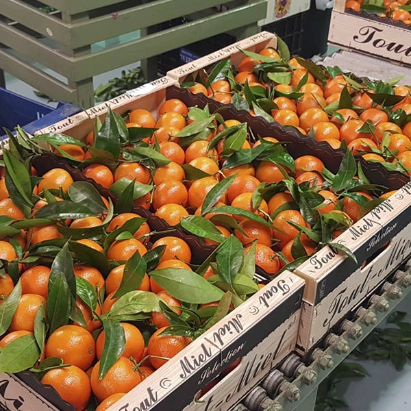 cajon-naranjas-clementinas-xilxes-b valls-tropik-aguate 2 Frutas Minguet Mayoristas de frutas. Sandías, aguacates, melones, clementinas