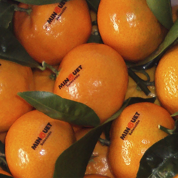 naranjas mandarinas-valencia Frutas Minguet Mayoristas de frutas. Sandías, aguacates, melones, clementinas